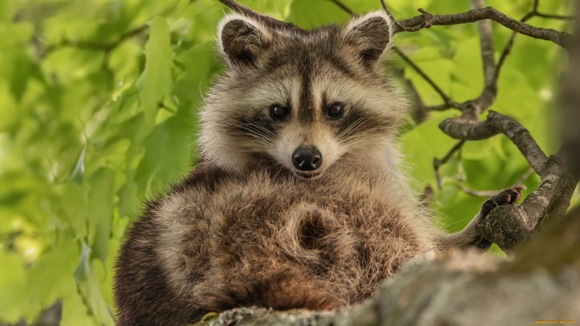 животные, еноты, енот