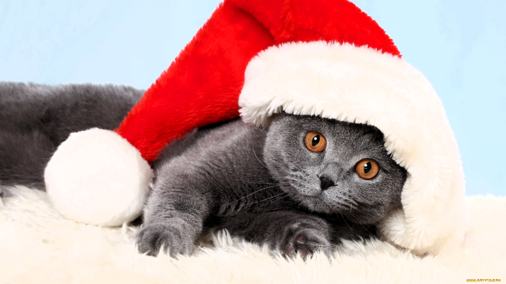 животные, коты, кот, британец, шапка