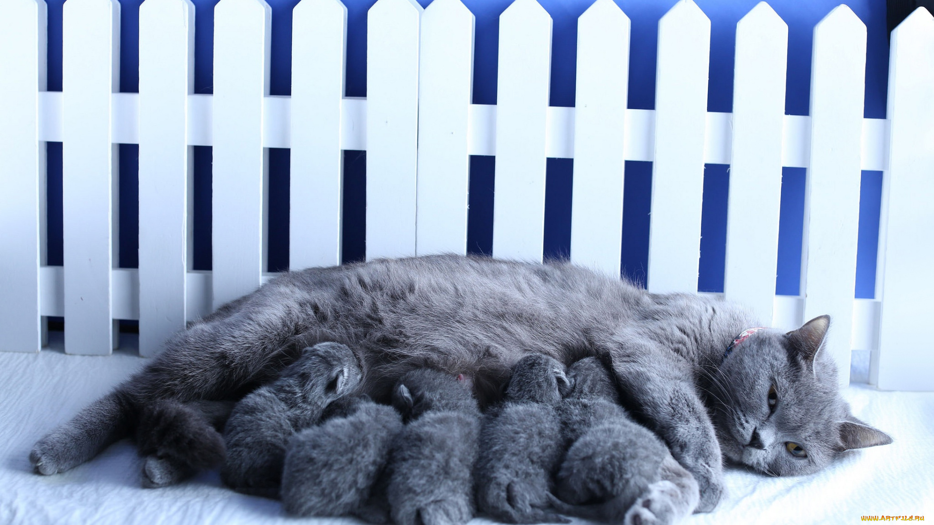 животные, коты, кот, кошка, котята