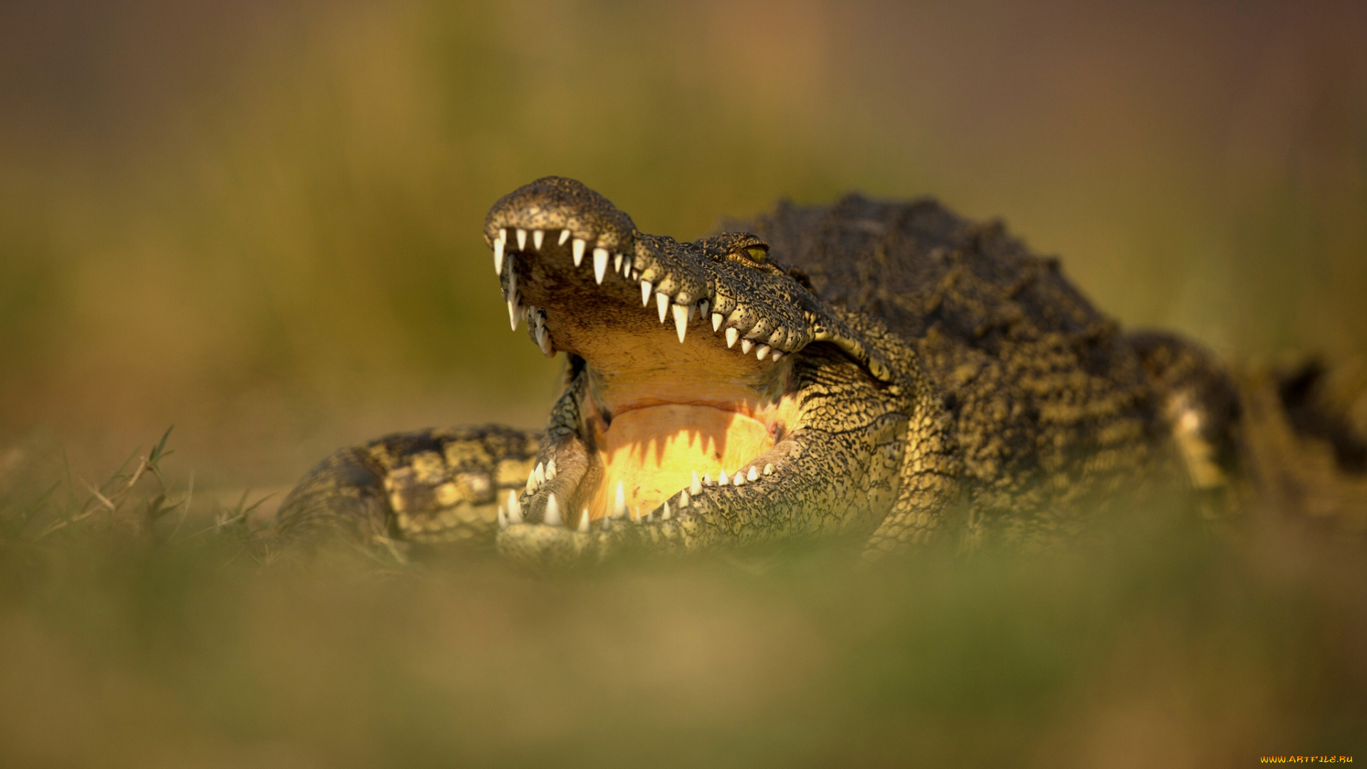 животные, крокодилы, пасть