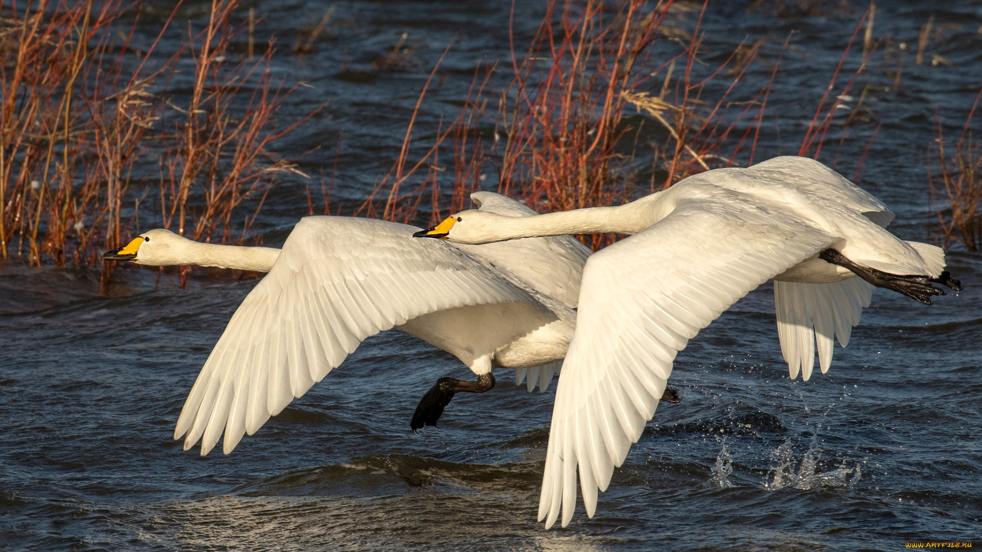 животные, лебеди
