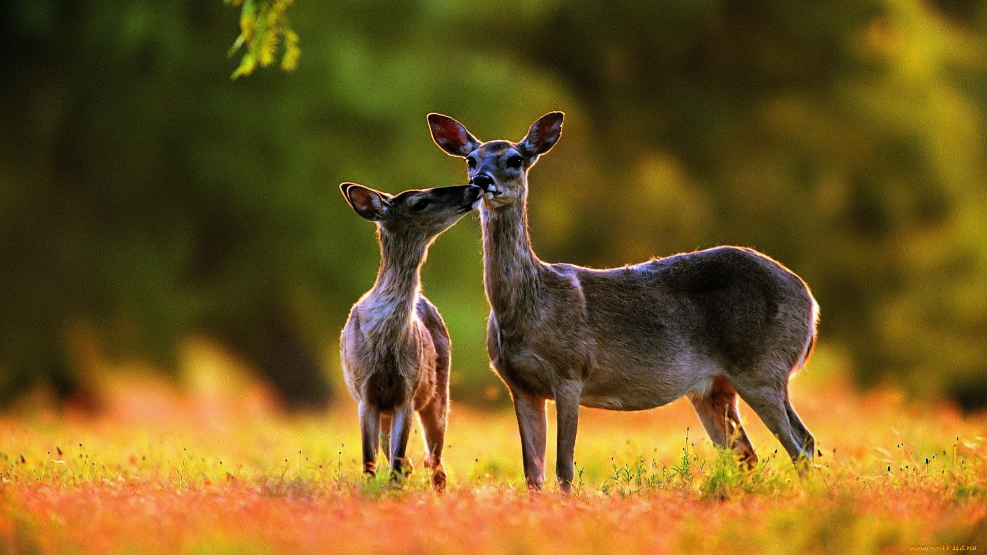 животные, олени, лес, луг, трава