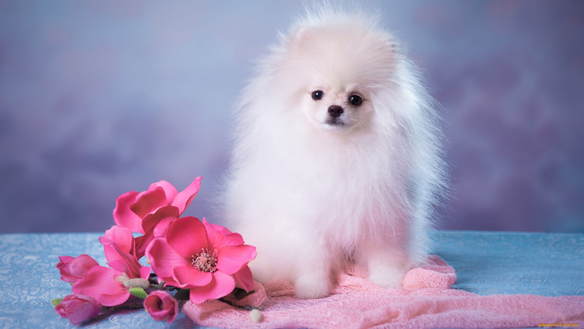 животные, собаки, собачка