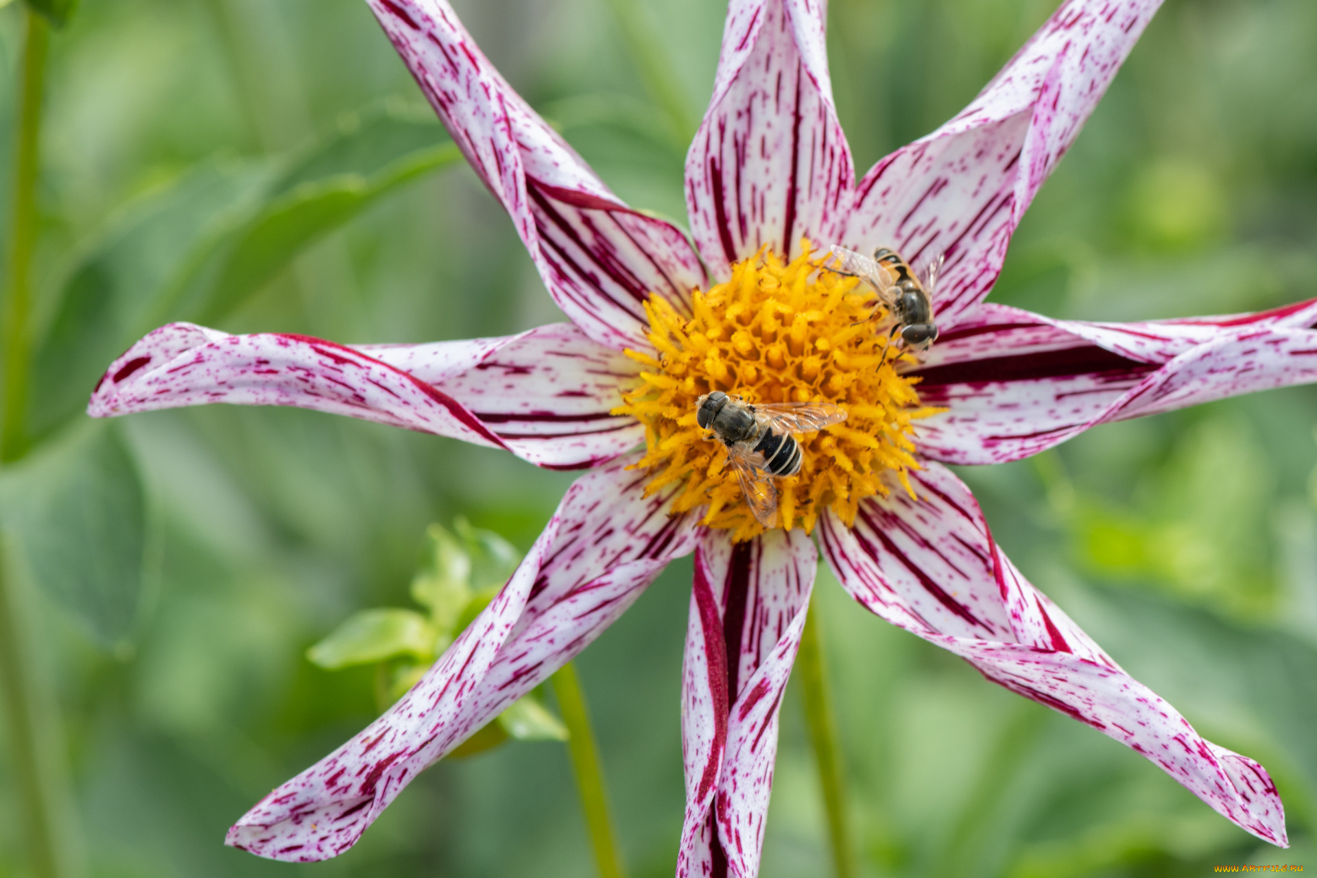 цветы, георгины, цветок