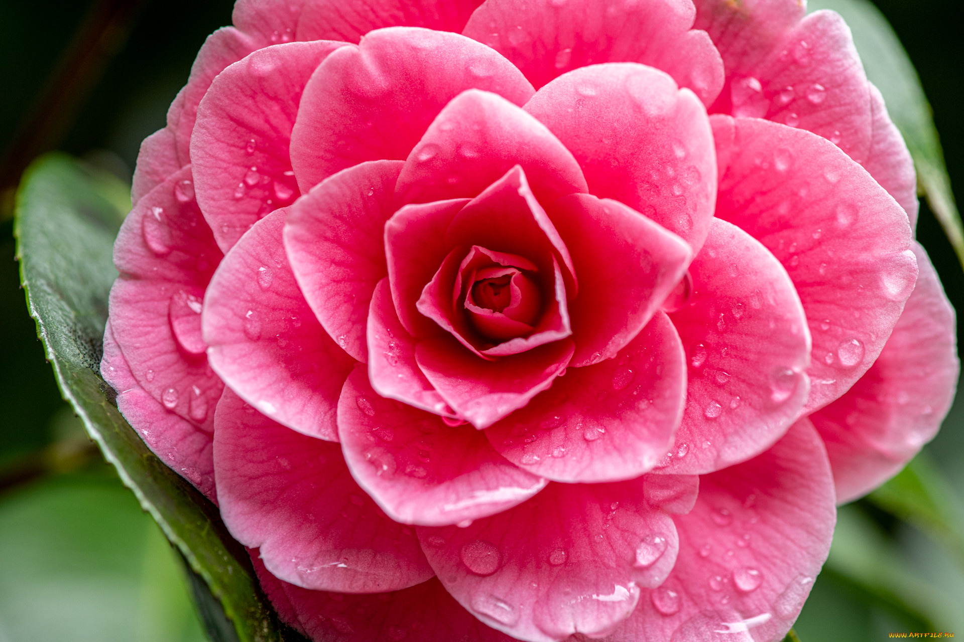 цветы, камелии, цветок