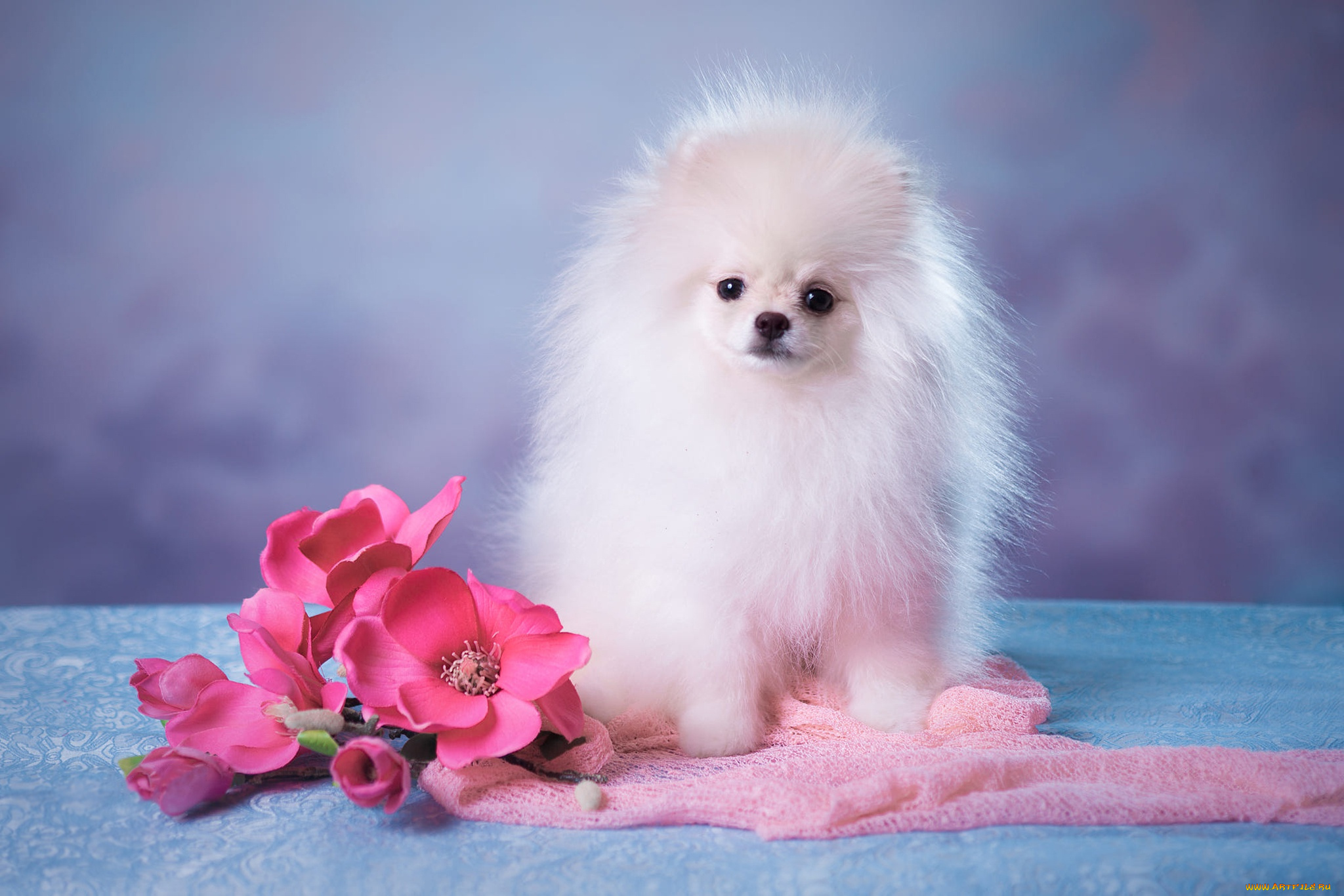 животные, собаки, собачка