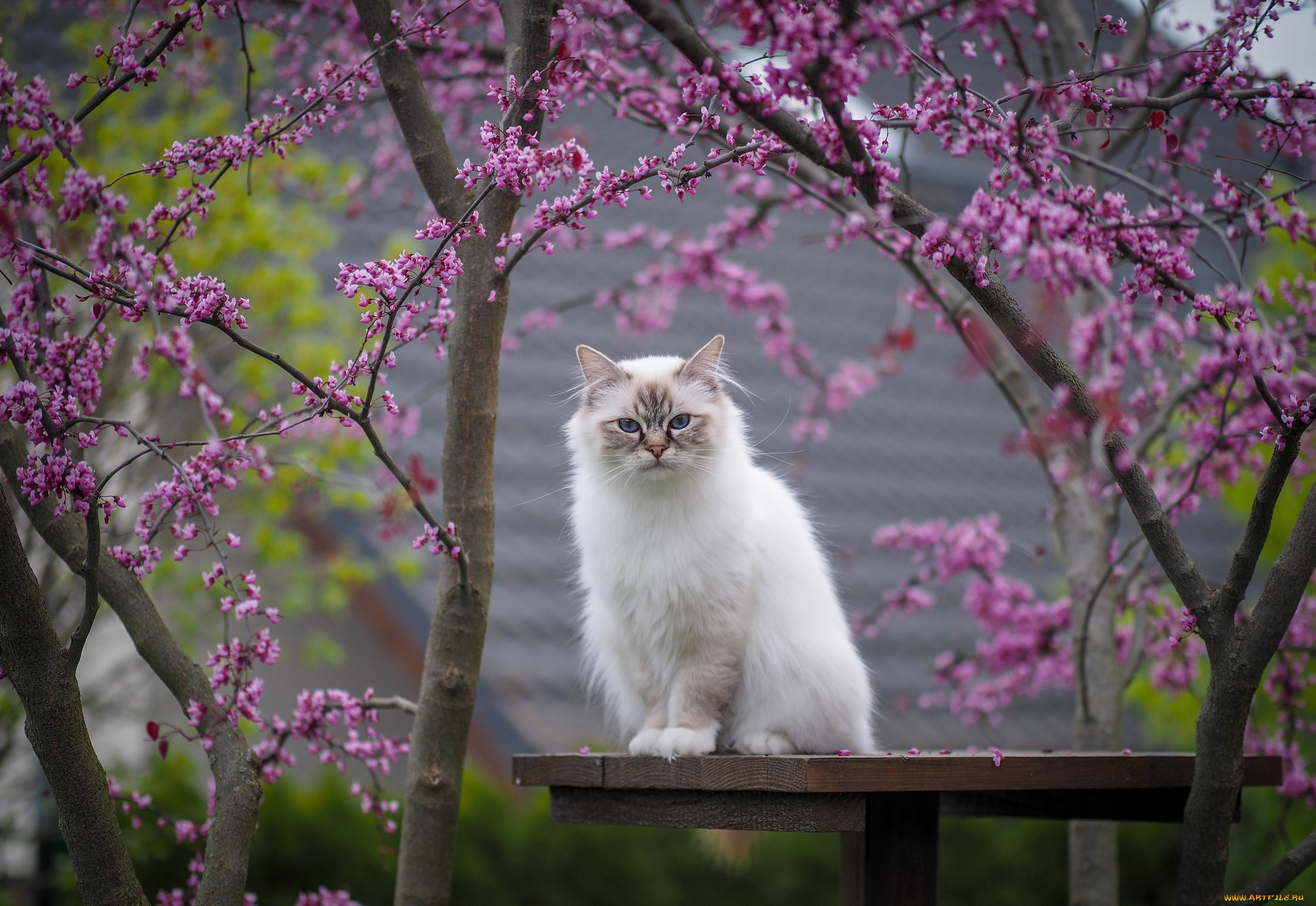 животные, коты, кот, кошка