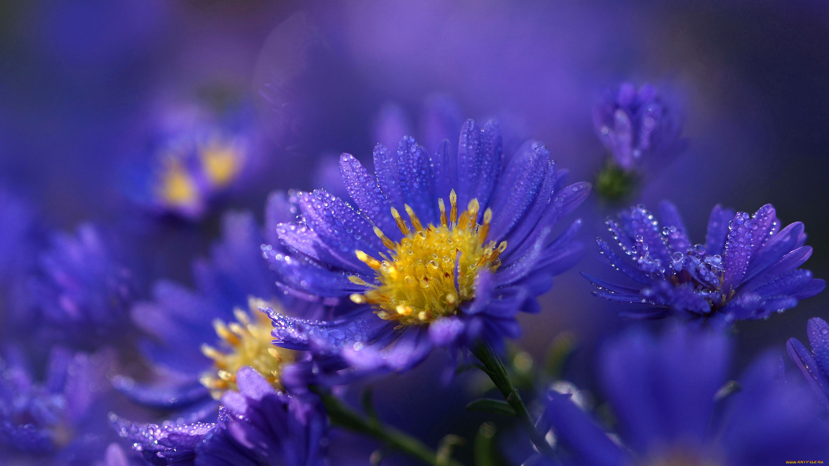 цветы, хризантемы