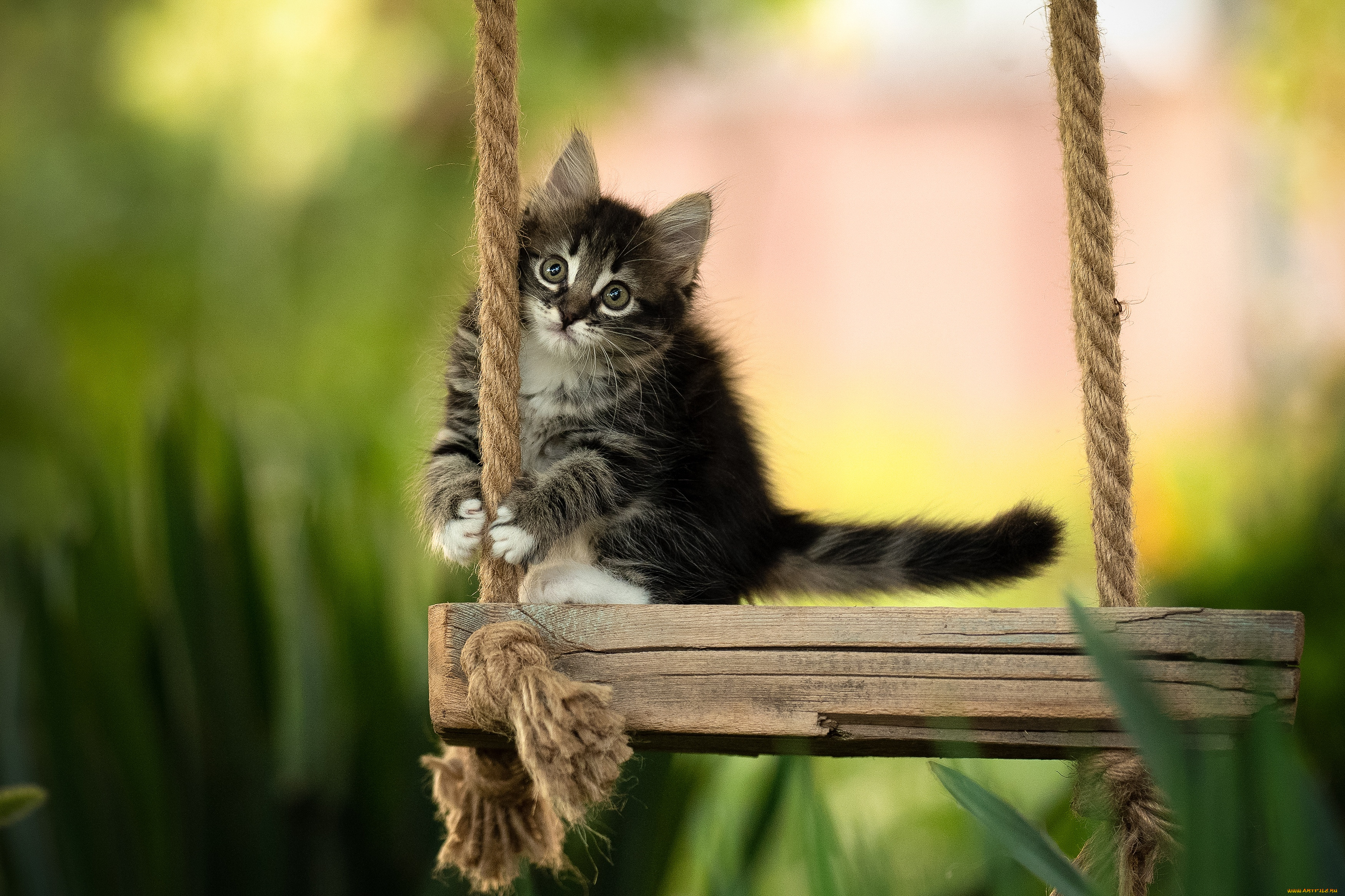 животные, коты, кот, кошка, котёнок