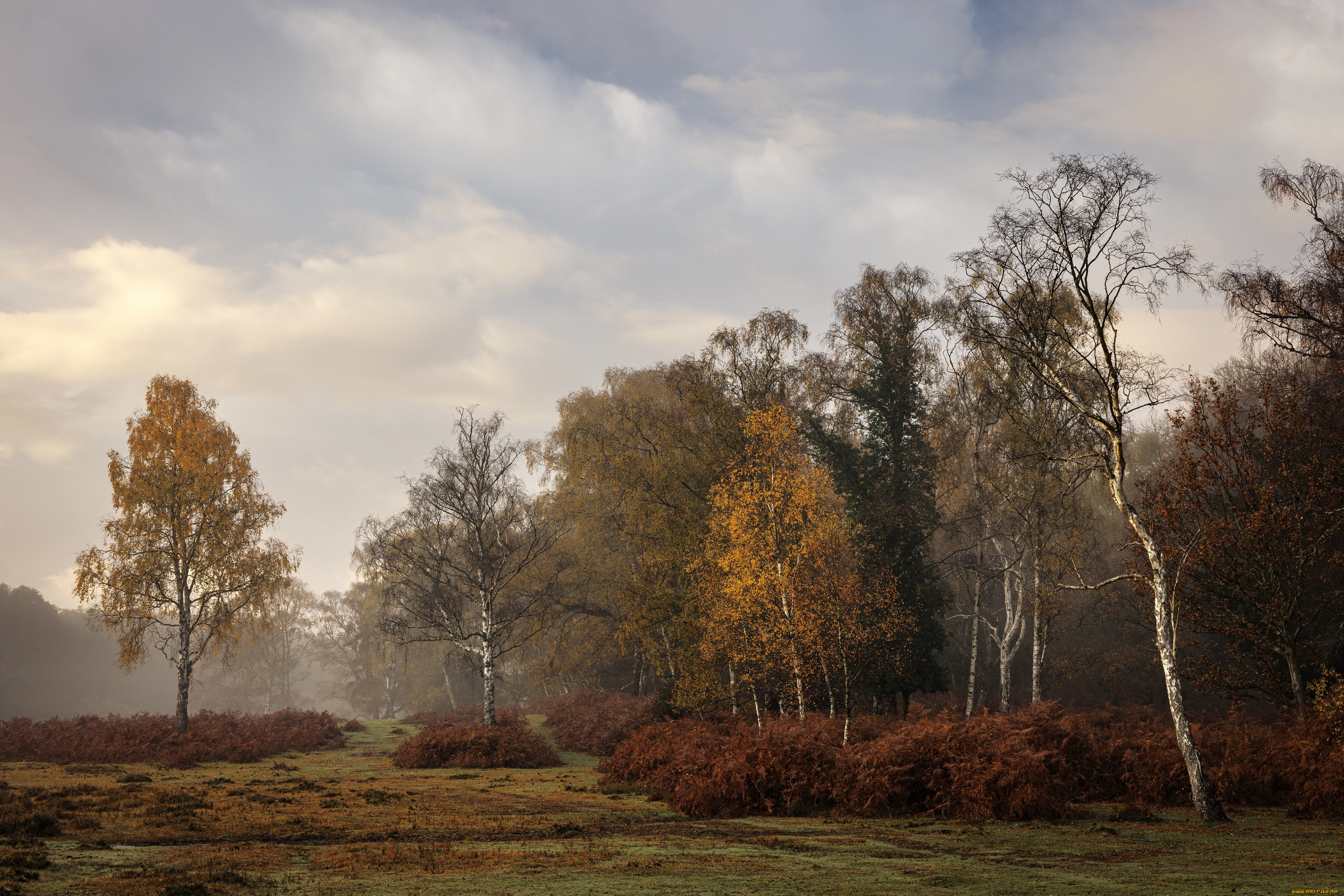 природа, лес, пейзаж