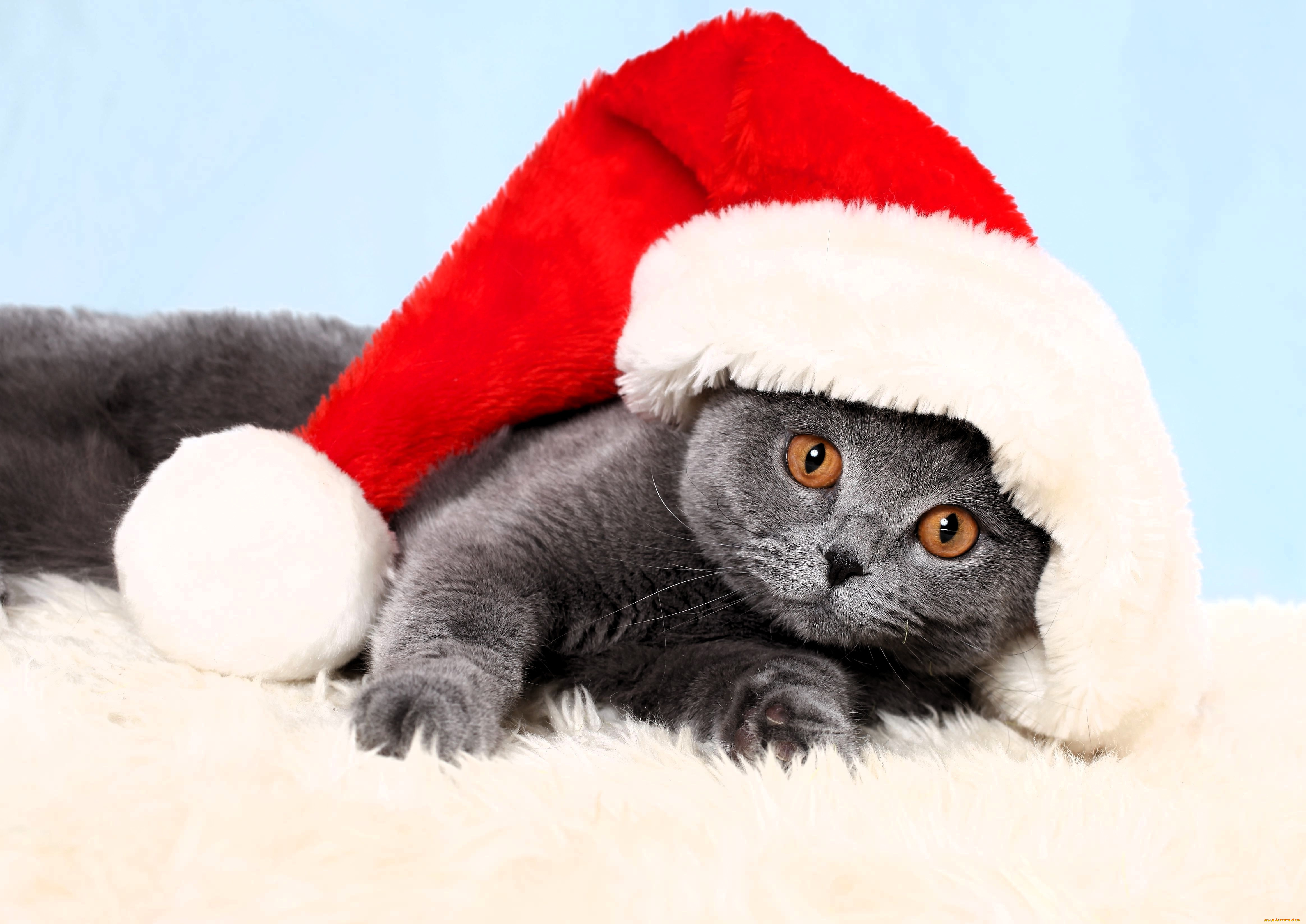 животные, коты, кот, британец, шапка