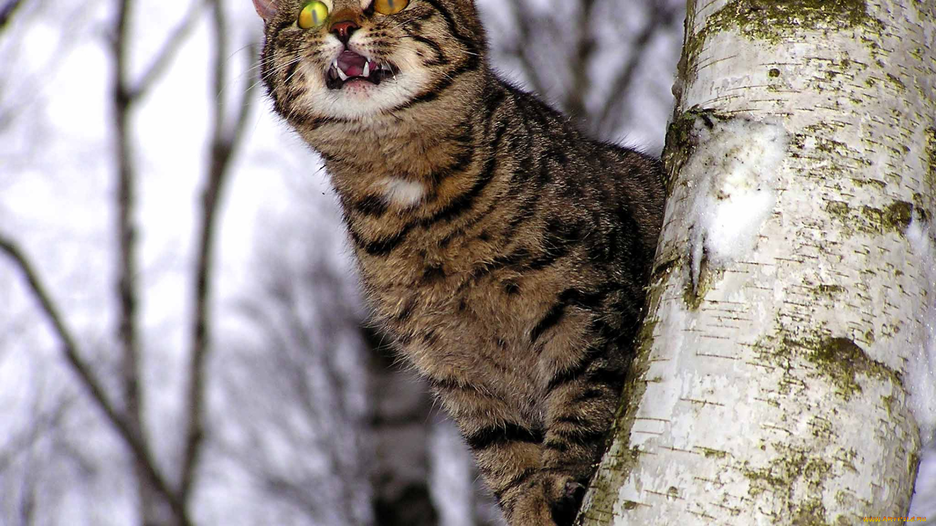 тоже, хищник, животные, коты