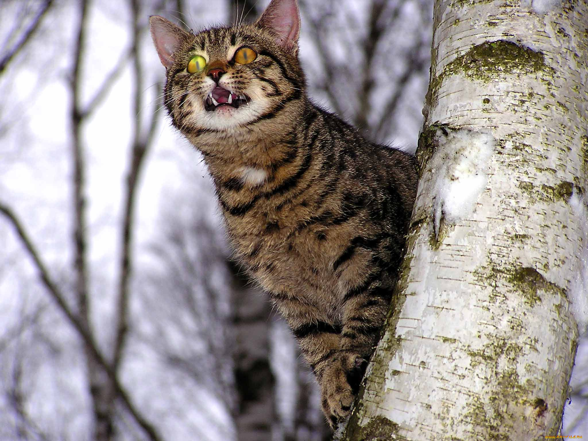 тоже, хищник, животные, коты