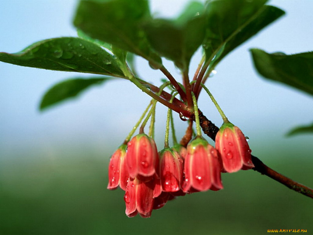 цветы, цветущие, деревья, кустарники