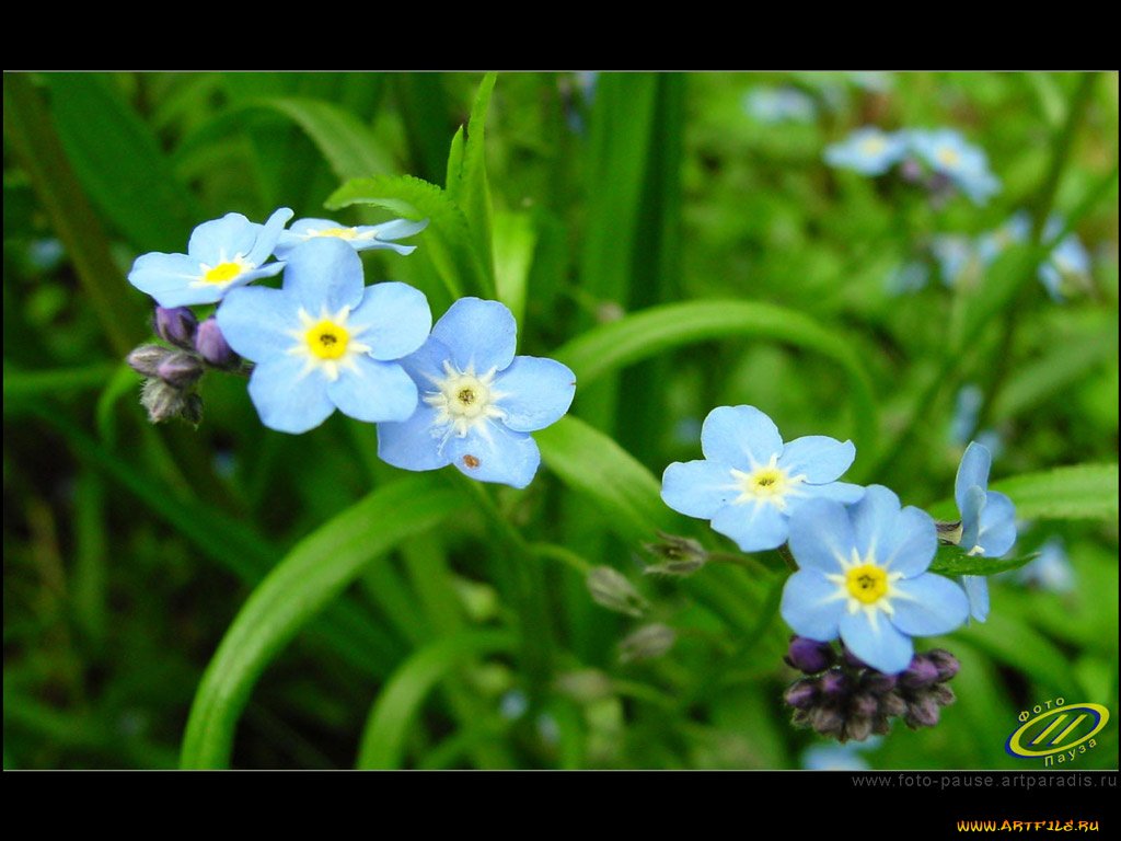 цветы, незабудки