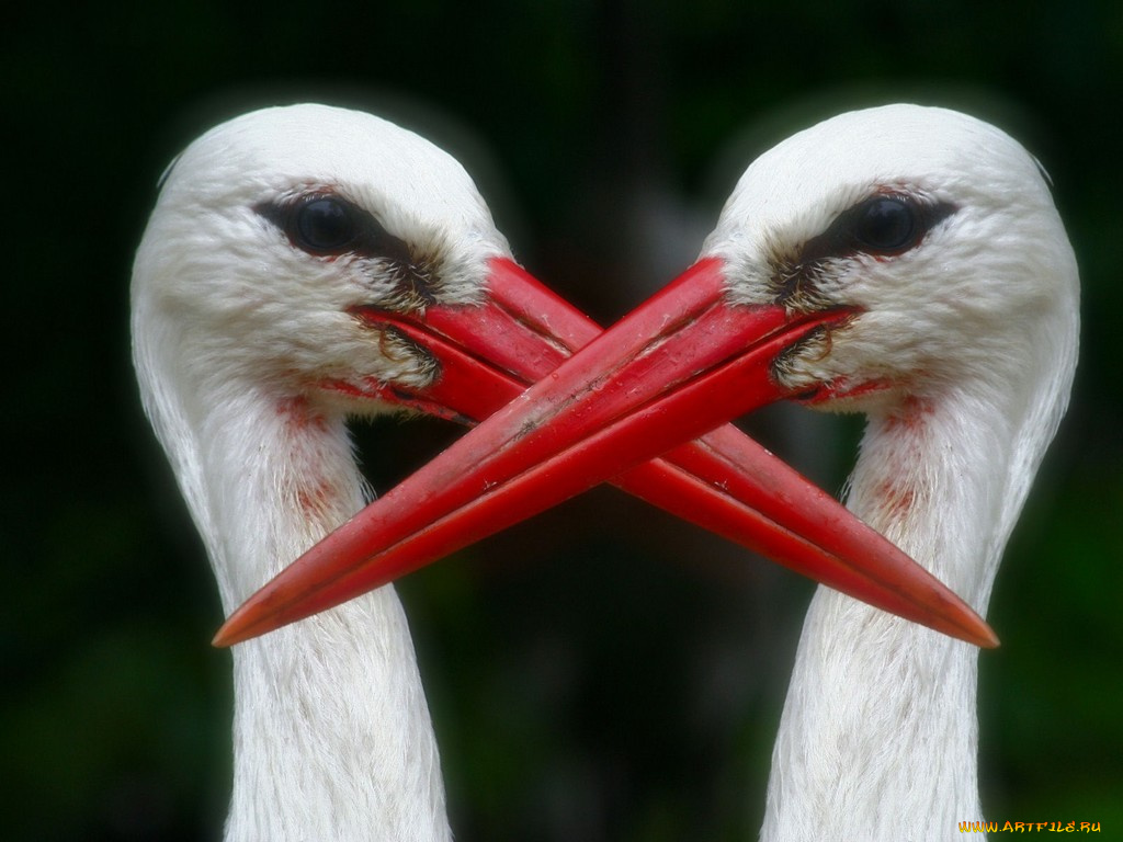 животные, аисты