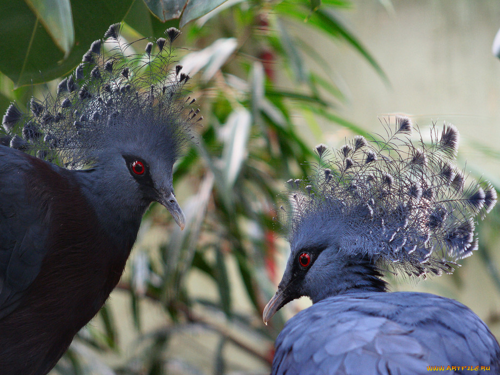 животные, голуби