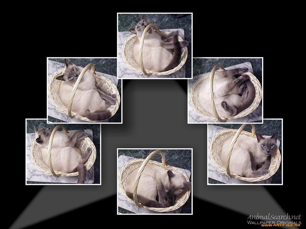 животные, коты