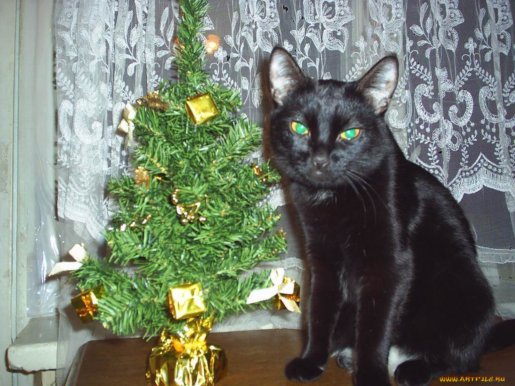 животные, коты