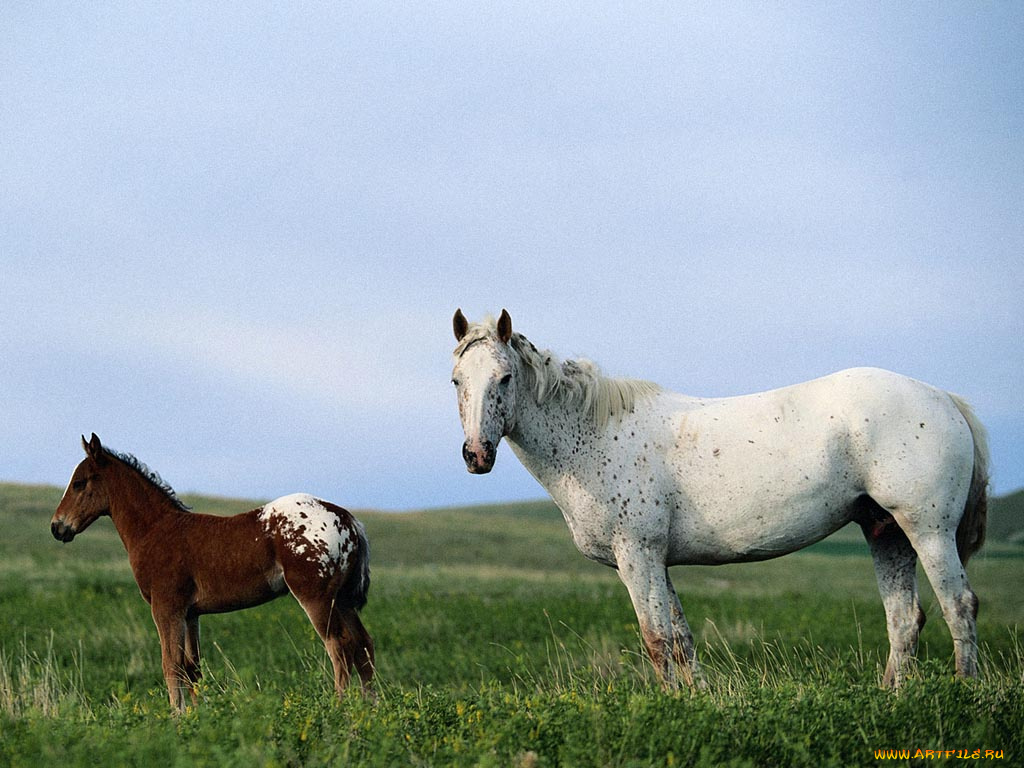 животные, лошади