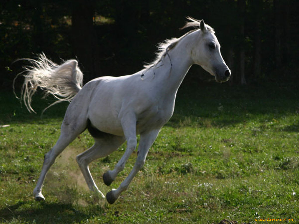 животные, лошади