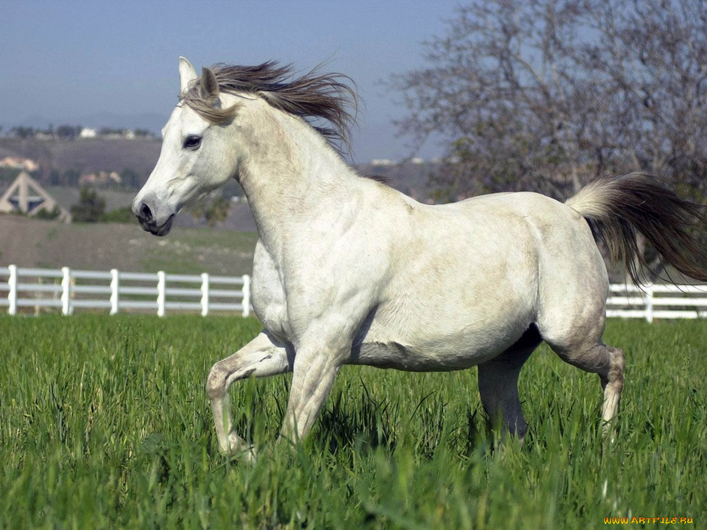 животные, лошади