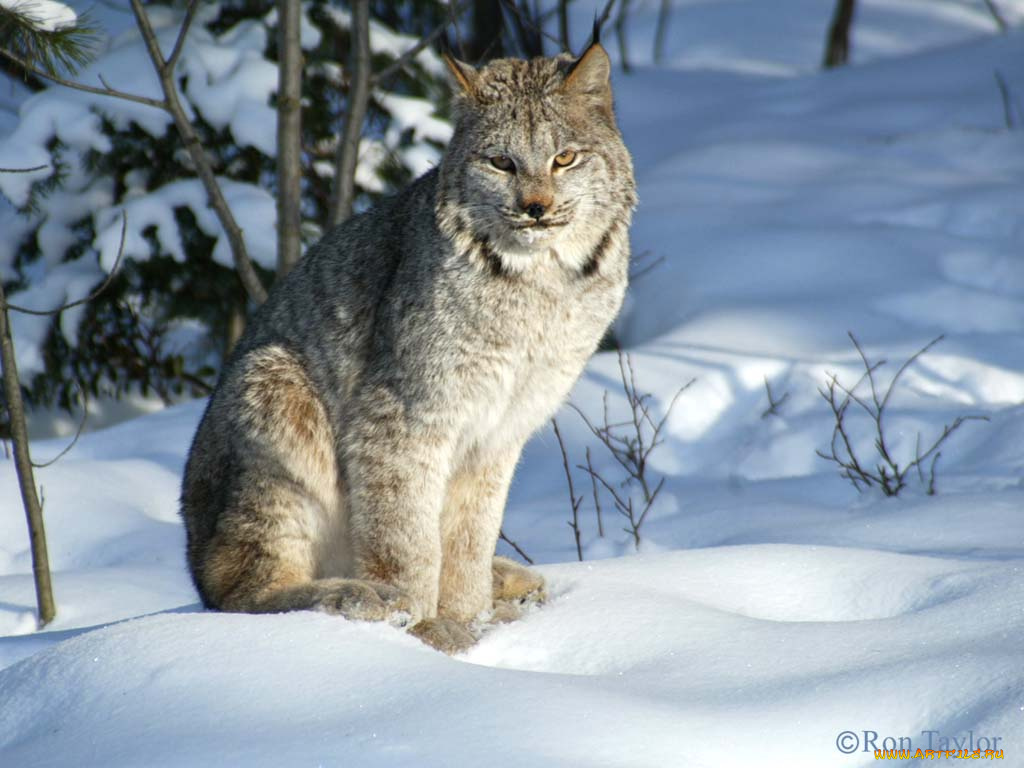 животные, рыси