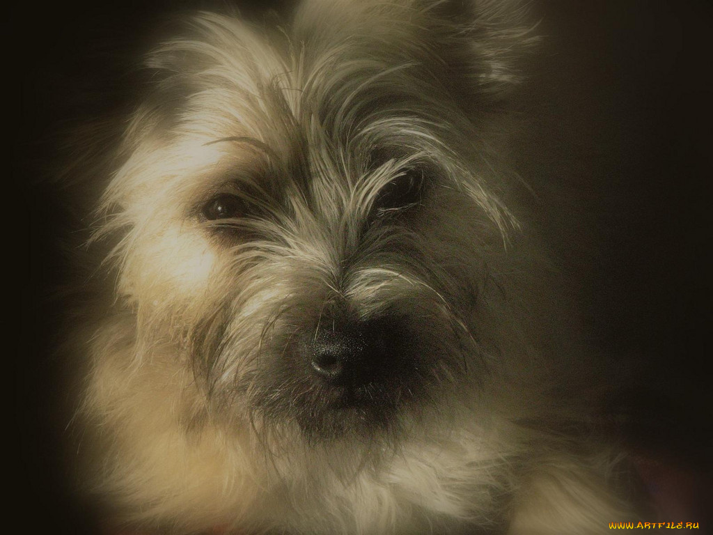 животные, собаки