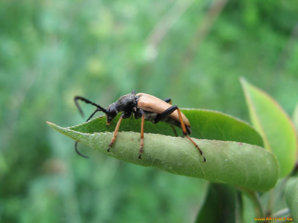 животные, насекомые