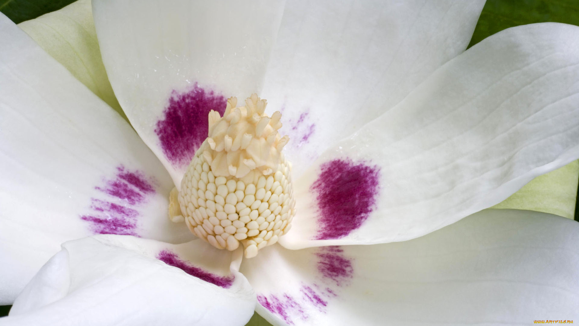 цветы, магнолии