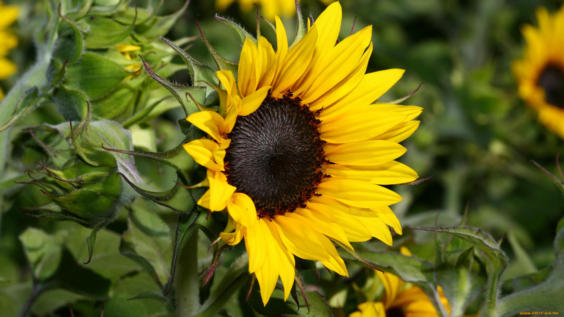 цветы, подсолнухи