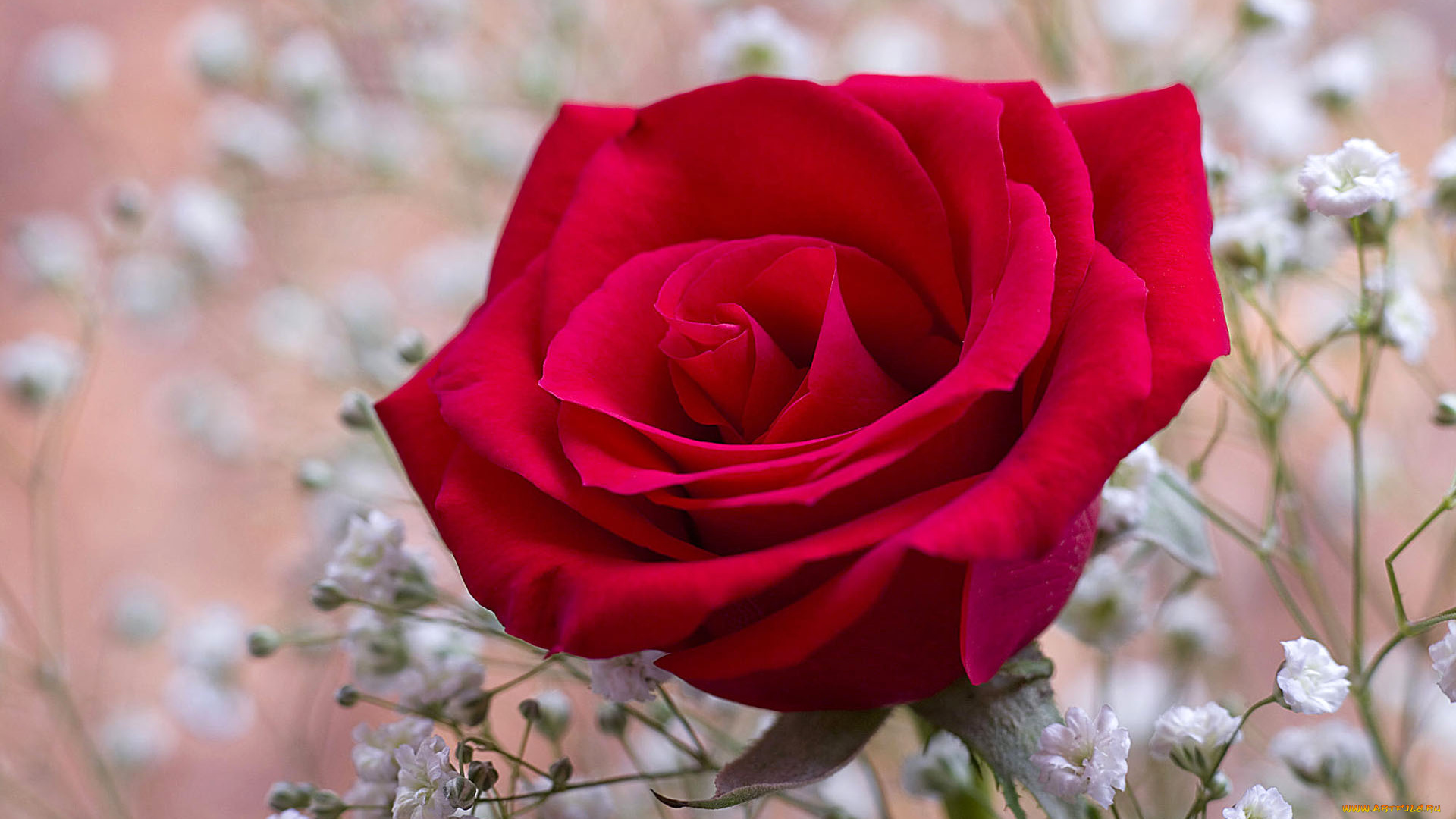 цветы, розы