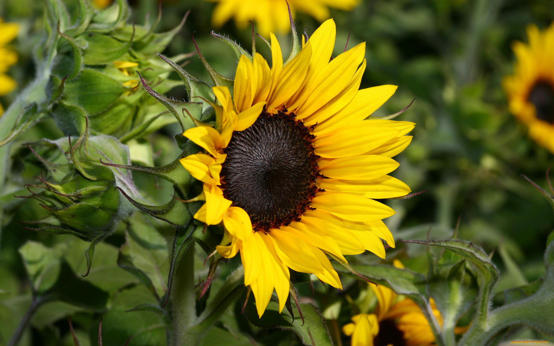 цветы, подсолнухи