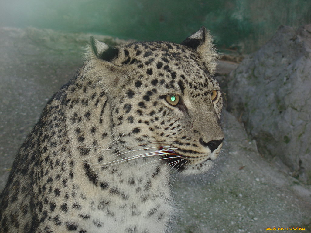 животные, леопарды, леопард, хищник