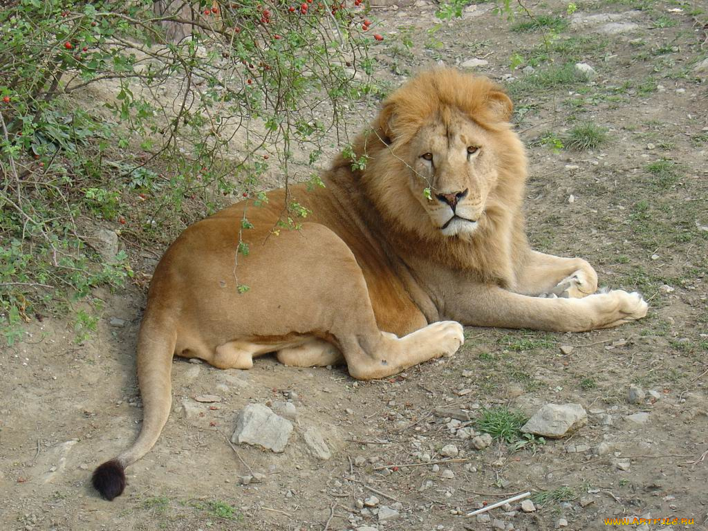 животные, львы