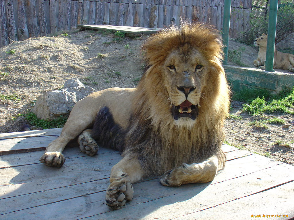 животные, львы