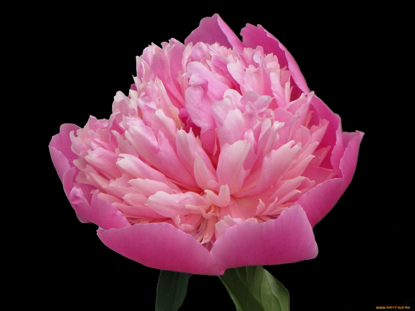 цветы, пионы