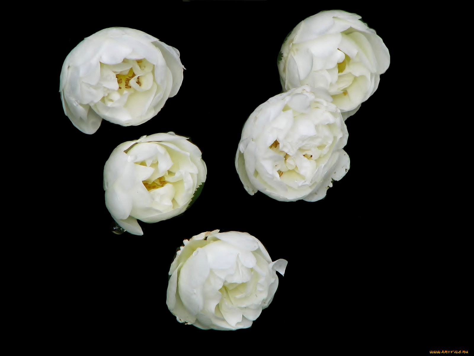 цветы, шиповник