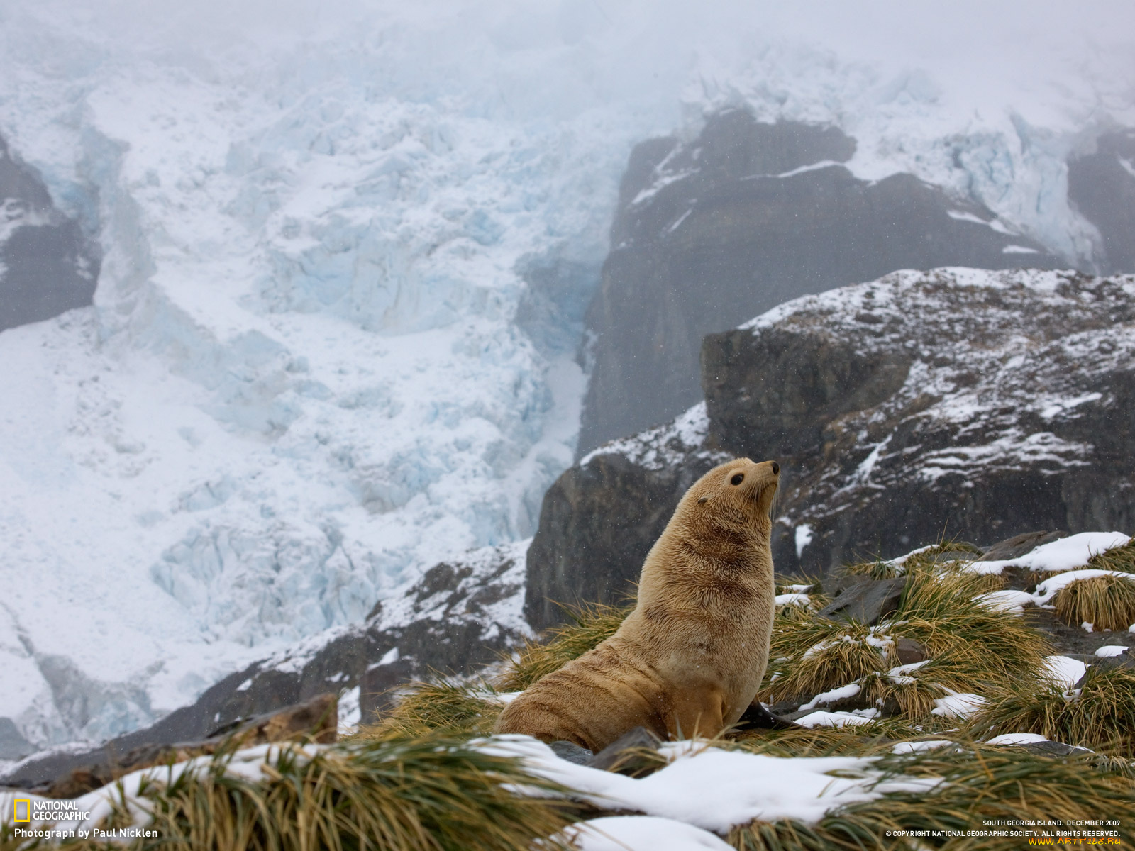 животные, тюлени, морские, львы, котики