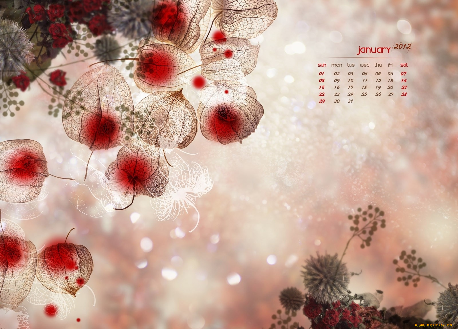 календари, цветы, физалис