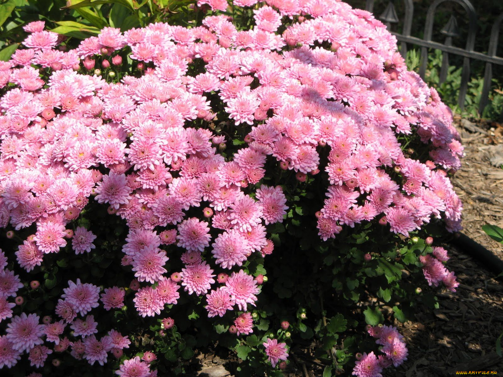 цветы, хризантемы, розовая