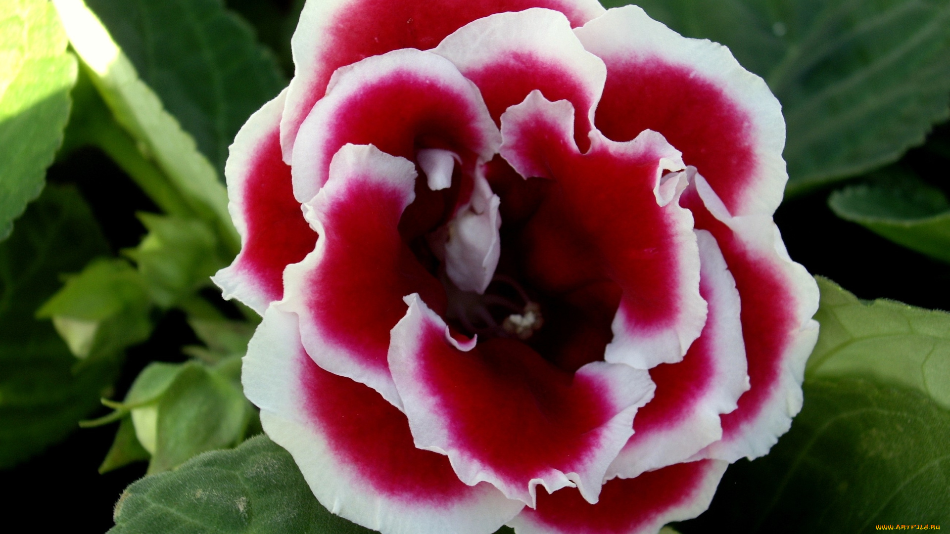 цветы, глоксиния, синнингия, лепестки, пестрый