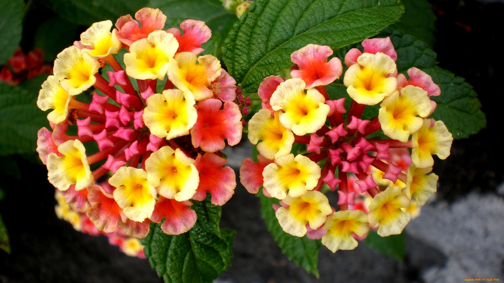 цветы, лантана, вербена, желтый, круглый