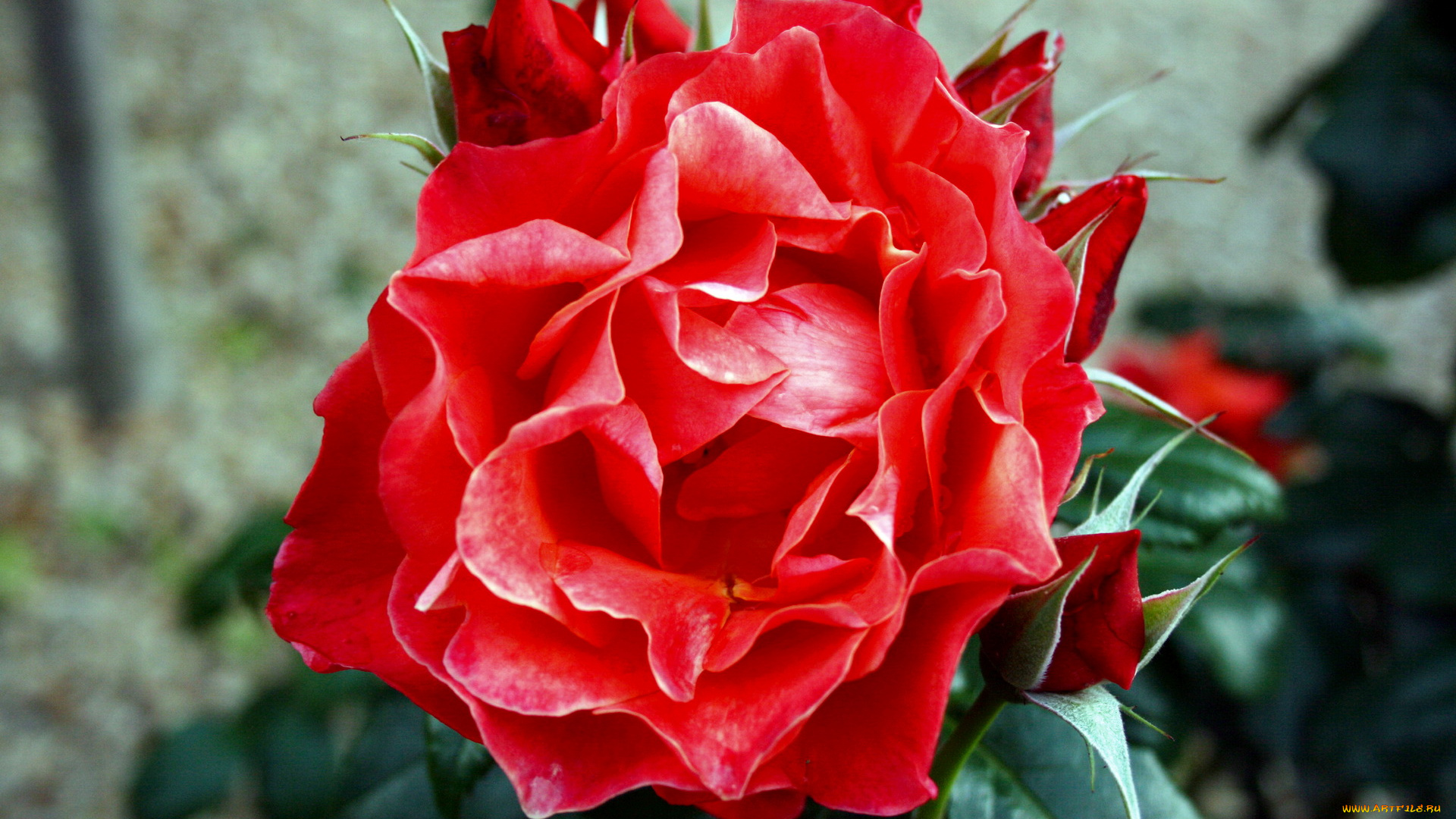 цветы, розы, алая