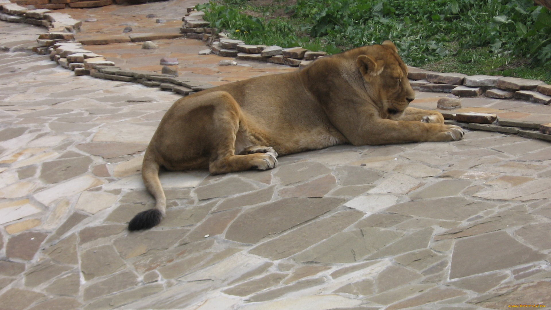 животные, львы, львица, лев