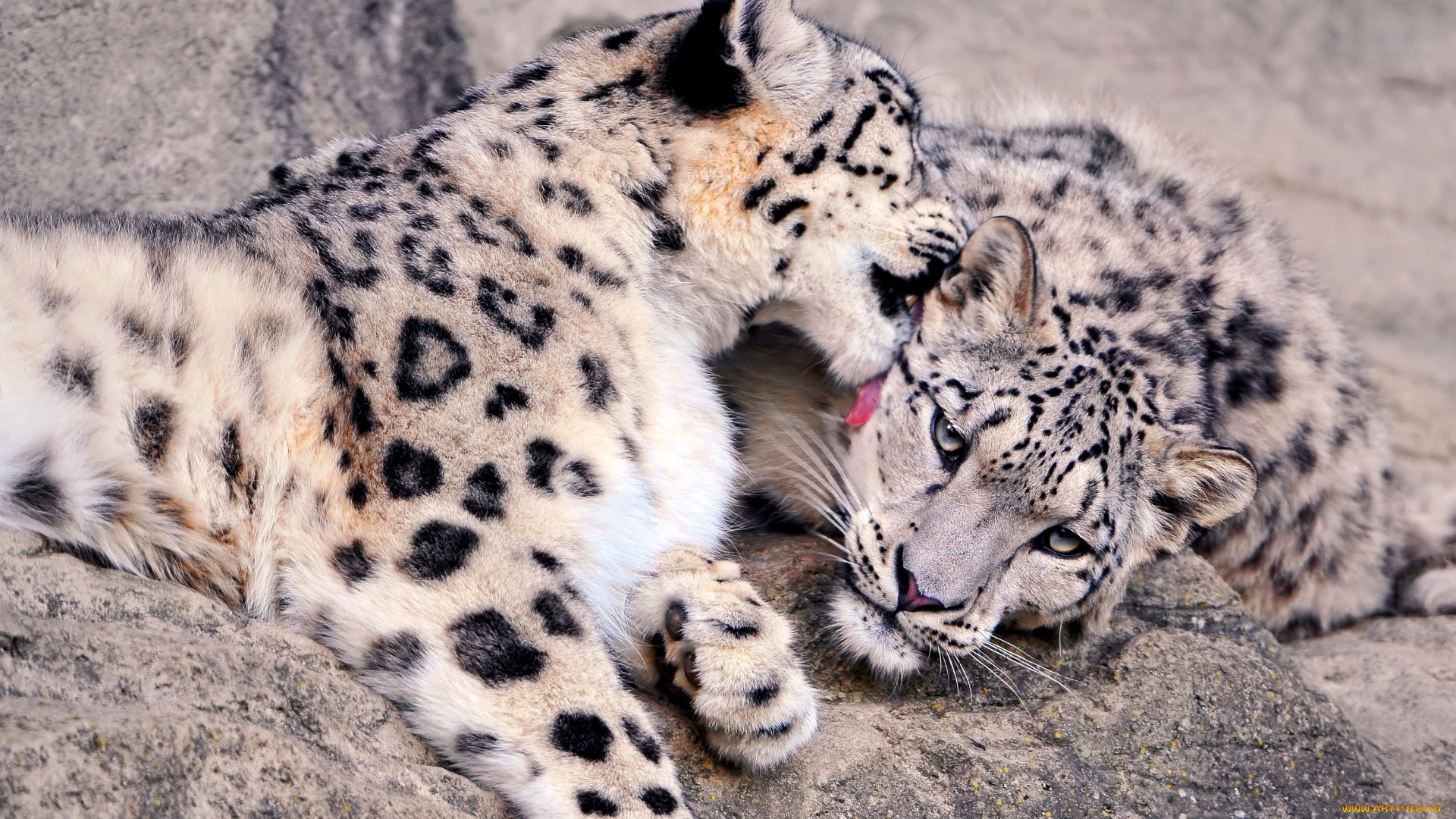животные, снежный, барс, ирбис, хищники, пара, пятна, нежность