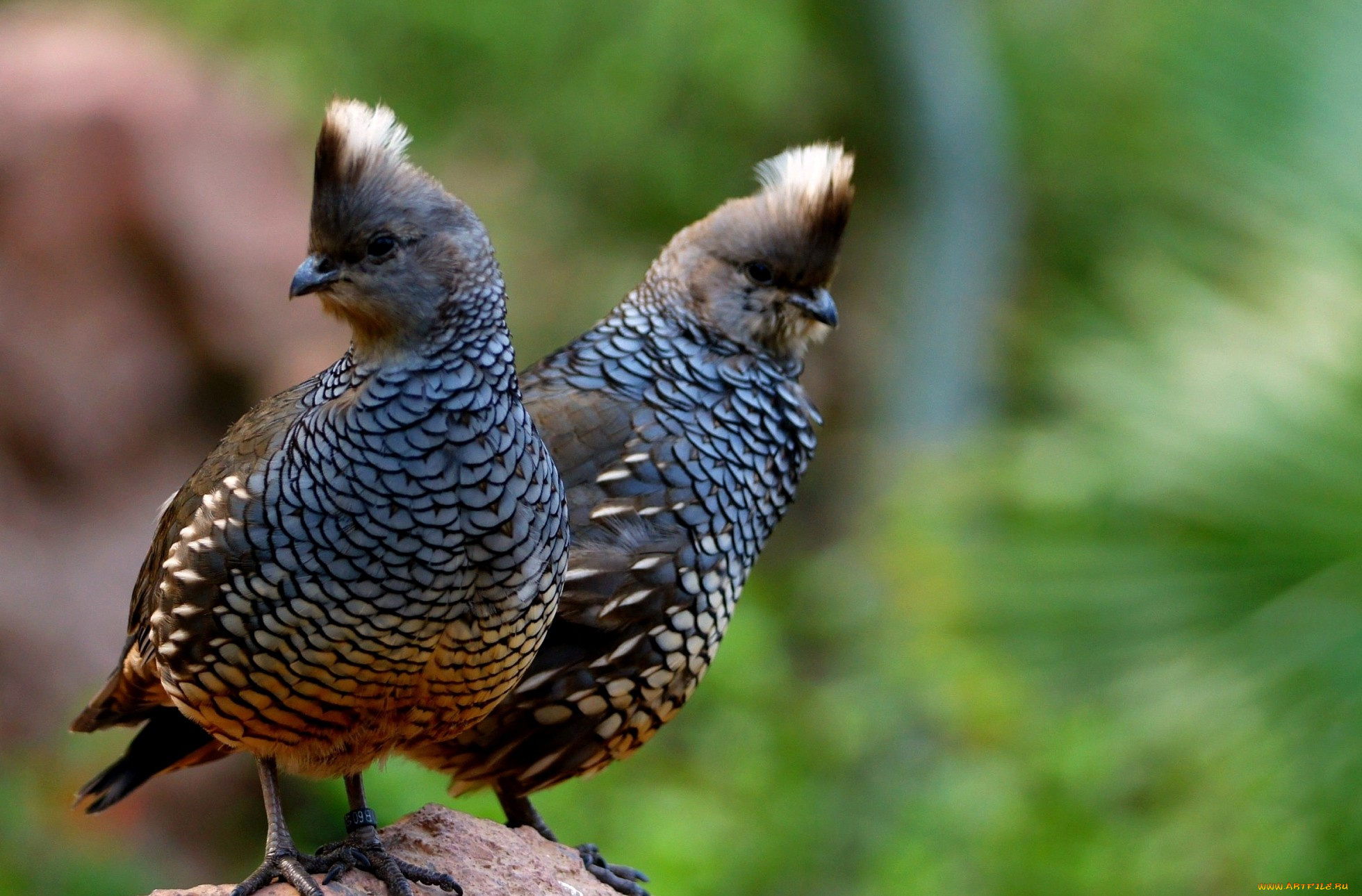 животные, куропатки, рябчики, перепела, хохолок, перья