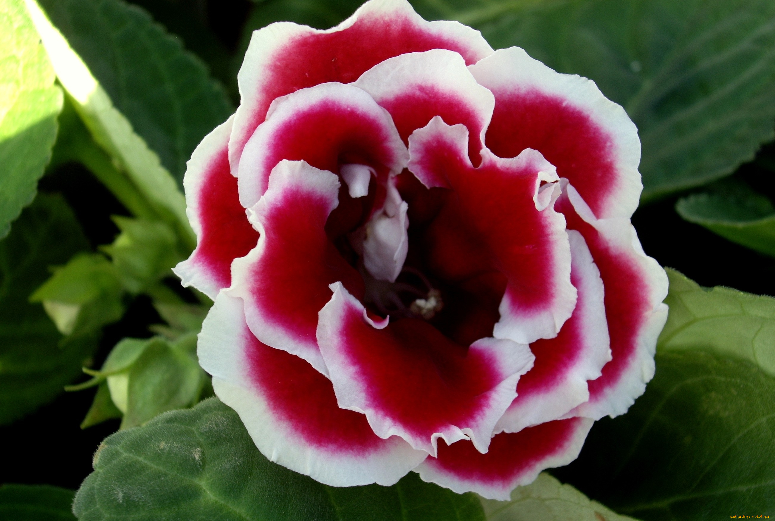 цветы, глоксиния, синнингия, лепестки, пестрый