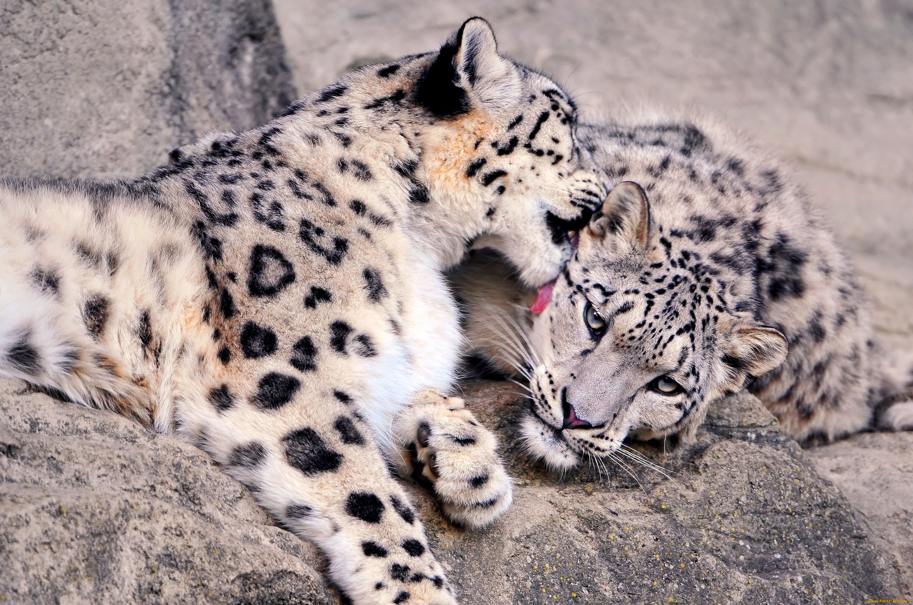 животные, снежный, барс, ирбис, хищники, пара, пятна, нежность