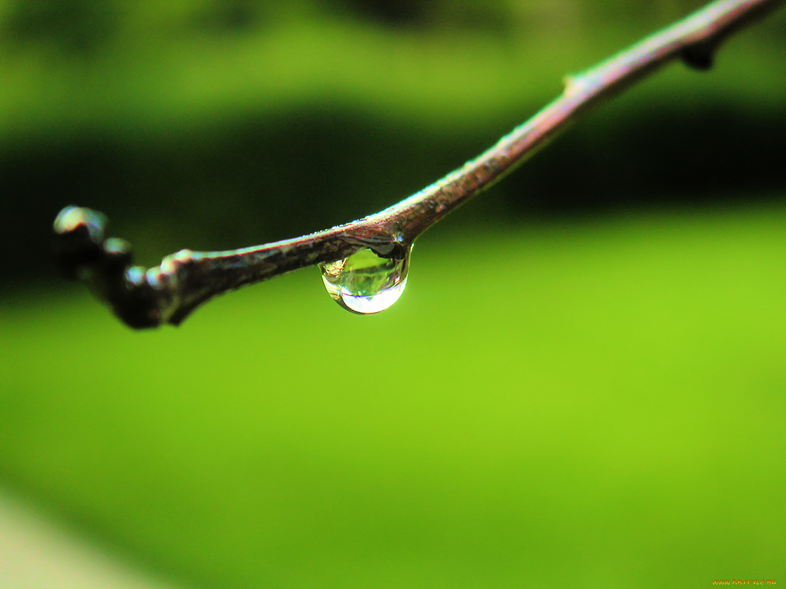 капелька, природа, макро, ветка, капля, дождь, весна